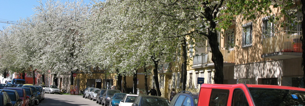 Kirschblüte Lilienstrasse